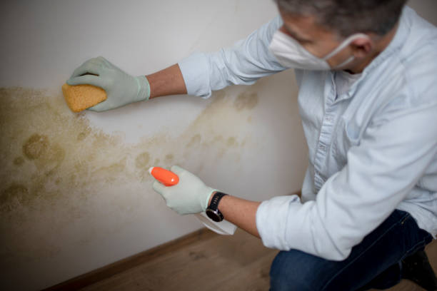 Best Basement Mold Remediation in Northglenn, CO