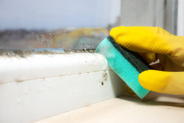 Best Black Mold Remediation in Northglenn, CO