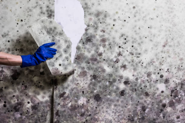 Best White Mold Remediation in Northglenn, CO